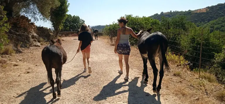 klompenopkreta donkeywalk