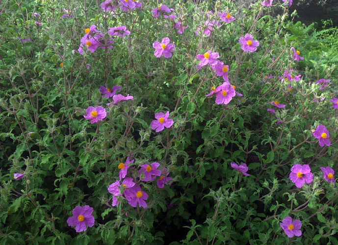 klompenopkreta rock rose